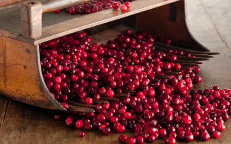 Can Rabbits Eat Cranberries