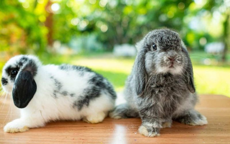 Holland Lop