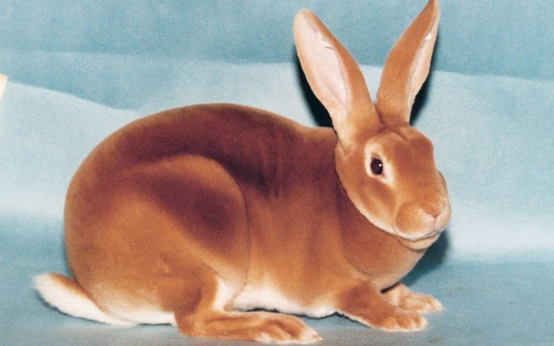 Mini Rex