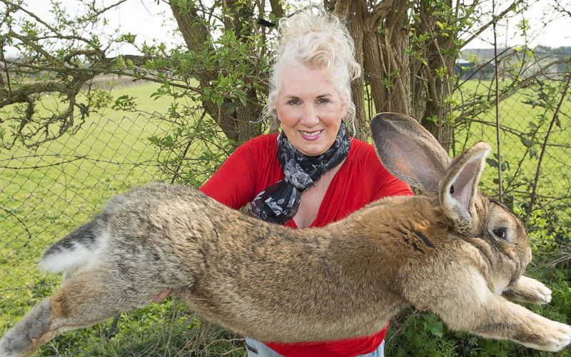 Flemish Giant