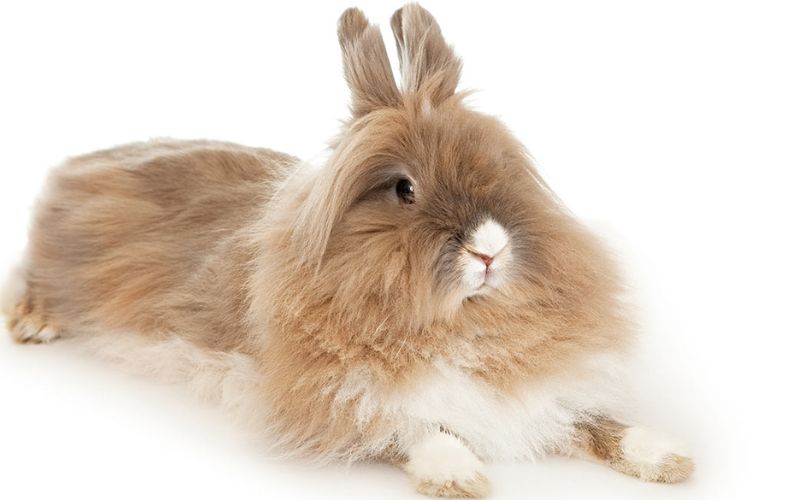 Lionhead