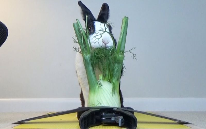 Can Rabbits Eat Fennel