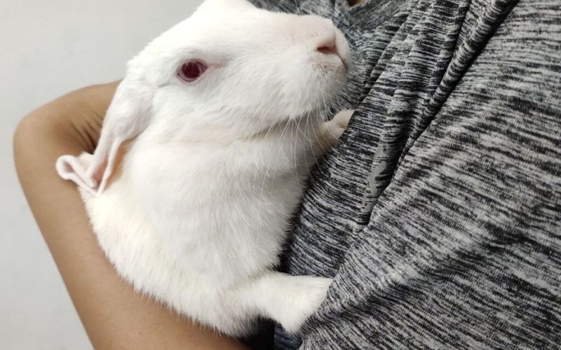 Can Rabbits Get Hiccups