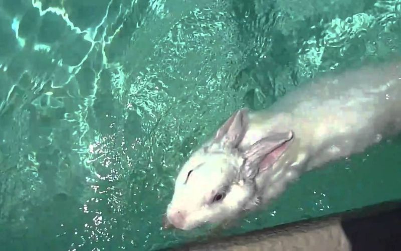 Can Rabbit Swim?