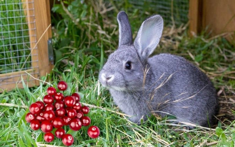 Can Rabbits Eat Cranberries