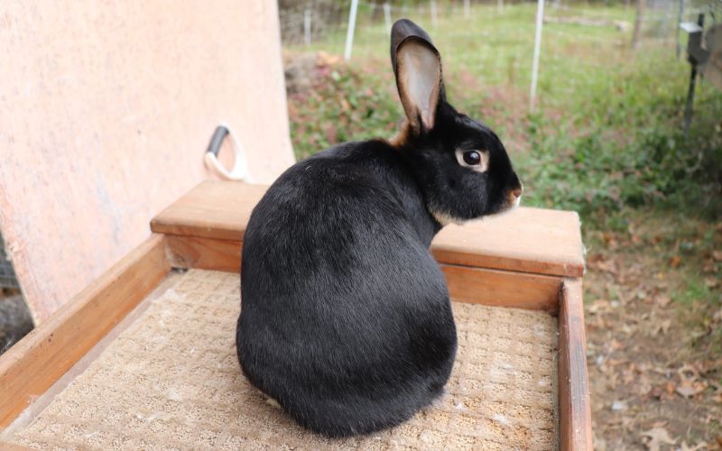 Satin Rabbits origin, lifespan, breeders & facts