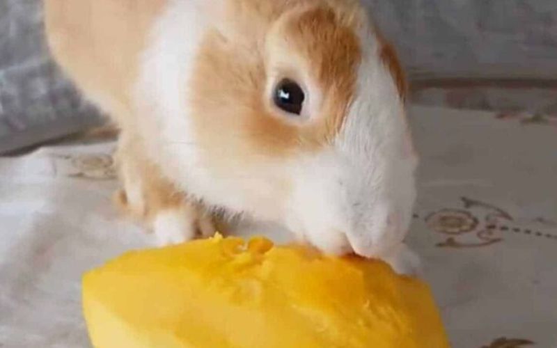 Can Rabbits Eat Mangoes
