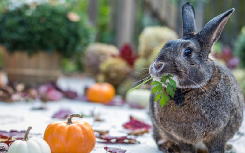 Can Rabbits Eat Pumpkins