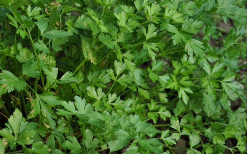 Can Rabbits Eat Parsley