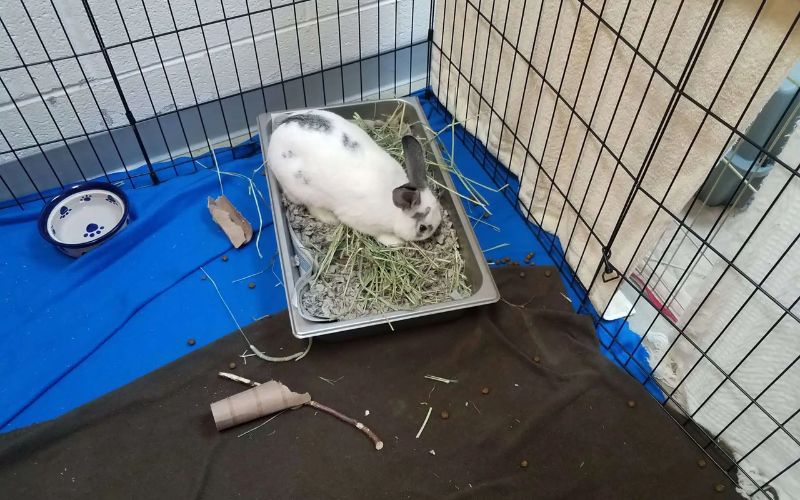 Best Rabbit Litter For Odor Control