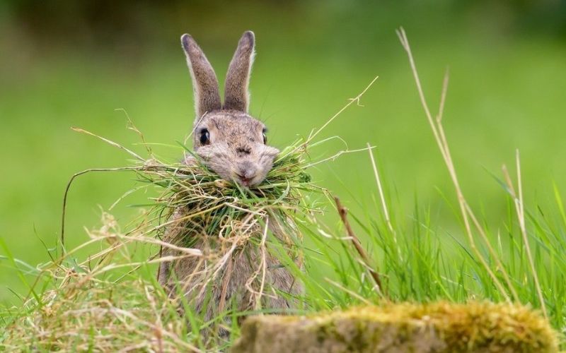 Do Rabbits Eat Grass