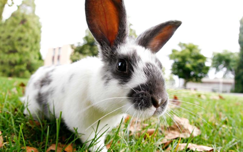 Decoding Rabbit Behavior: What Do Different Bunny Positions Mean?