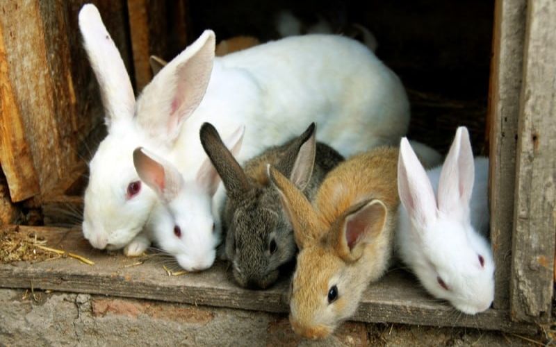 Top 5 Popular Rabbit Breeds