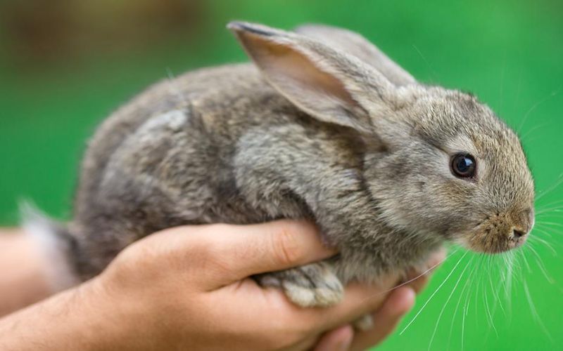 how to care for a pet rabbit