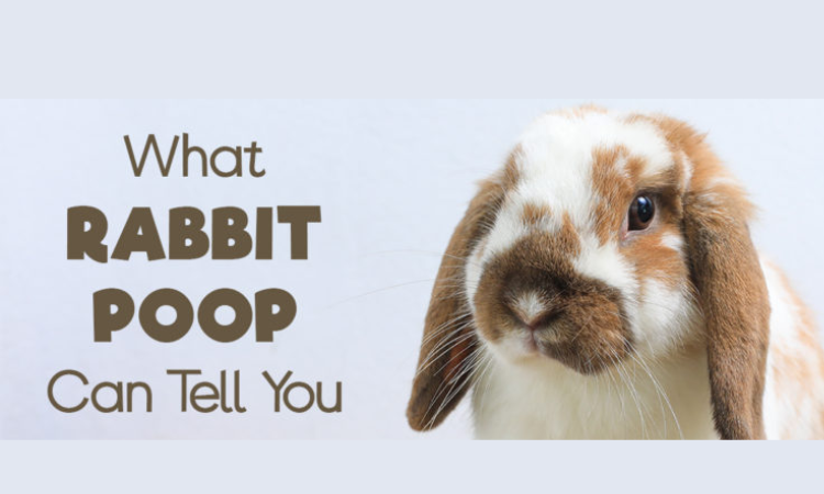 What Rabbit Poops Can Tell You?